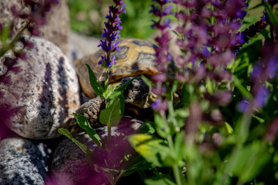 Close-up of butterfly on purple flowering plant