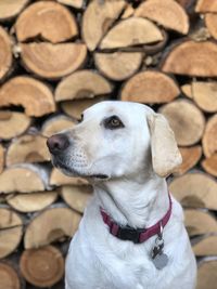 Close-up of dog looking away