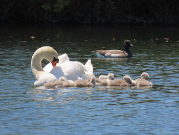 Swans swimming in lake