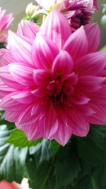 Close-up of pink flowers blooming outdoors