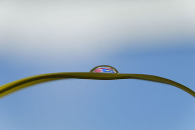 Low angle view of green plant against sky