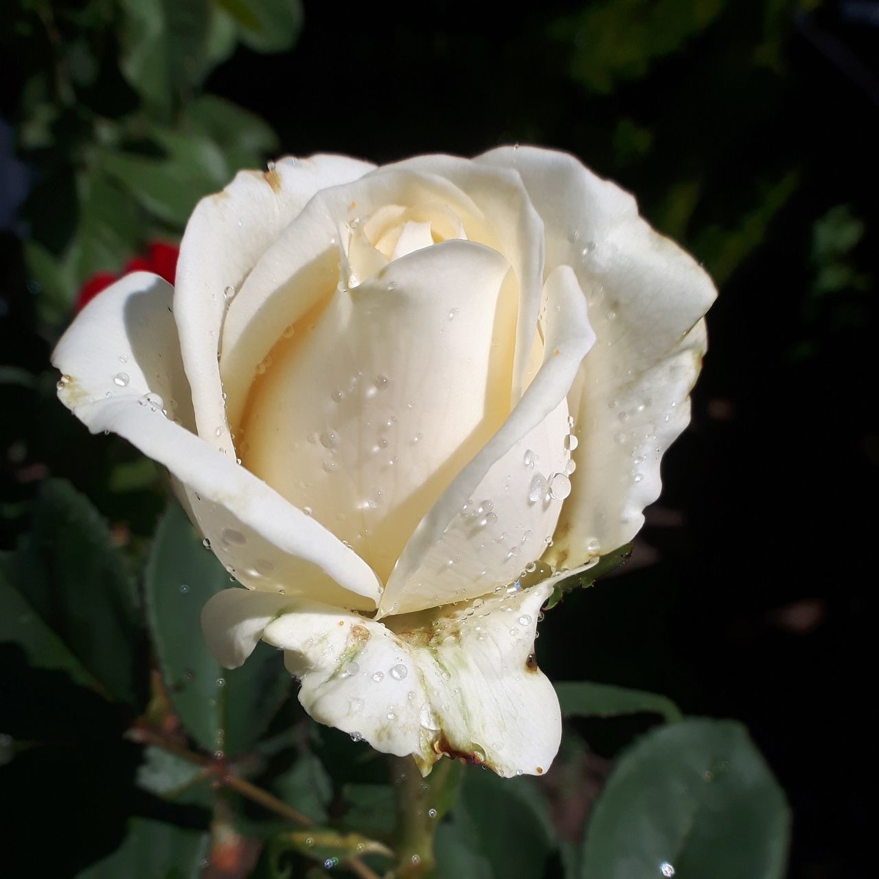 CLOSE-UP OF WET ROSE FLOWER