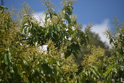 Low angle view of flowering plants against sky