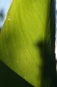Close-up of tree