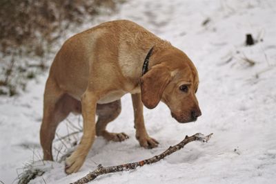 Close-up of dog on field