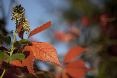 Close-up of autumnal leaves against blurred background