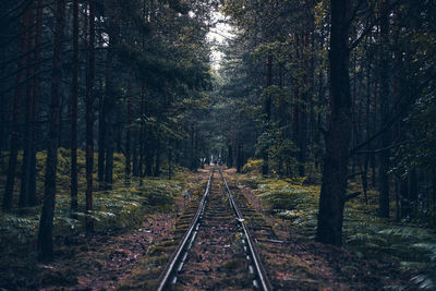 Railroad track amidst trees in forest
