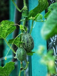 Close-up of fruits growing on plant
