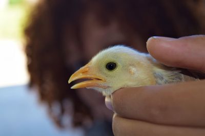 Close-up of a bird hand