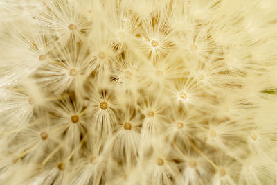 Full frame shot of white flowering plants