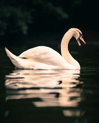 Close-up of swan swimming in lake