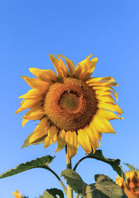 Close-up of yellow sunflower against clear blue sky