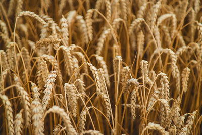 Full frame shot of plants