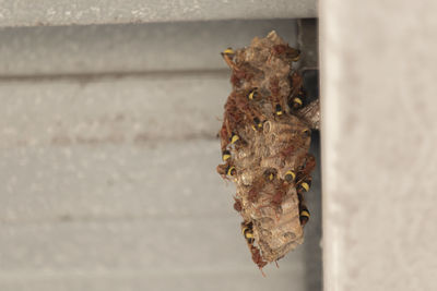 Close-up of lizard on wall