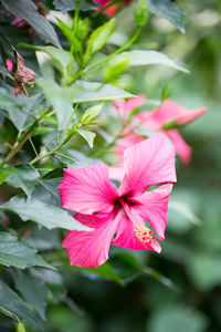 Close-up of pink flowering plant