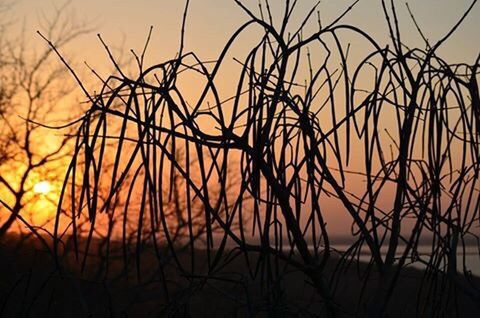 CLOSE-UP OF SILHOUETTE PLANTS AGAINST SUNSET