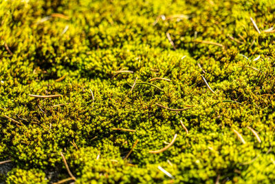 Full frame shot of plants growing on land