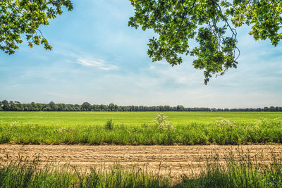 Scenic view of agricultural field against sky