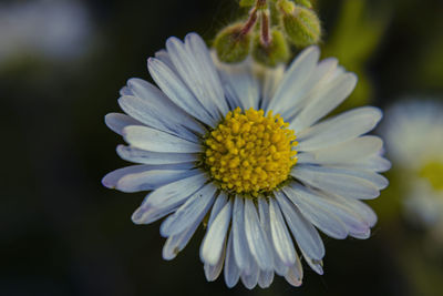 Close-up of white daisy