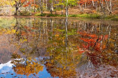 Reflection of trees in water