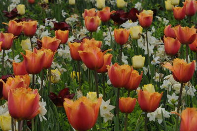 Close-up of tulips in field