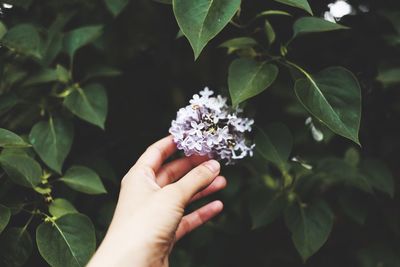 Close-up of hand holding plant