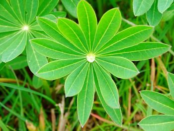 Close-up of plant