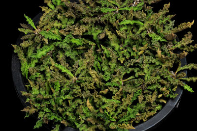 Close-up of fresh green plants against black background