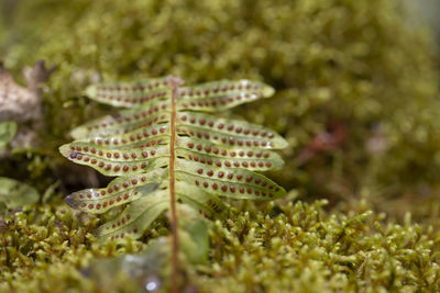 Close-up of leaves on field