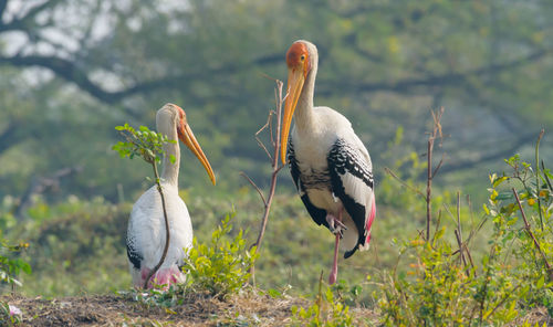 View of birds on field