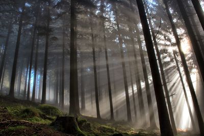 Trees in forest against sky