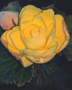 Close-up of yellow flower blooming outdoors