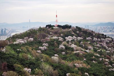 View of trees and buildings against sky