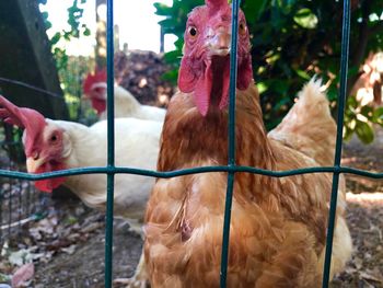 Close-up of birds in a farm