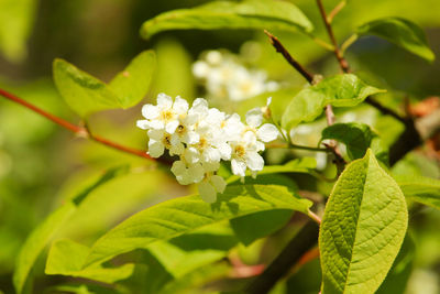 Close-up of white flowering plant