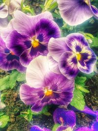 Close-up of purple flowers