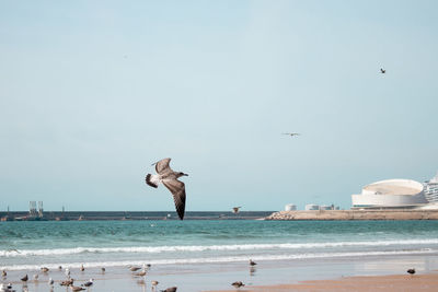 Seagulls flying over sea against sky