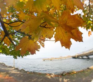 Reflection of trees in water