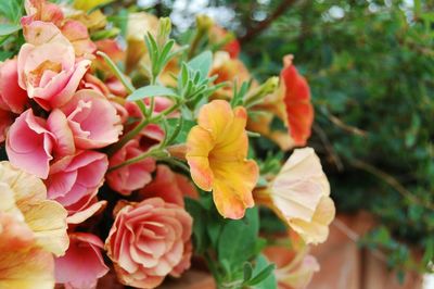 Close-up of rose blooming outdoors