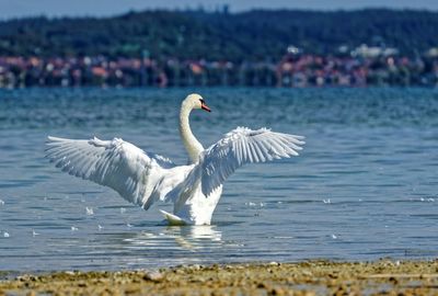 Bird in water