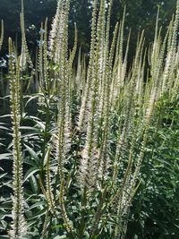 Close-up of succulent plant on field