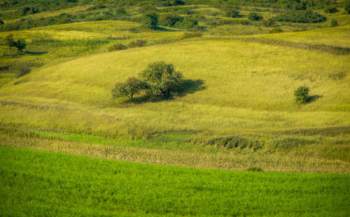 Scenic view of field