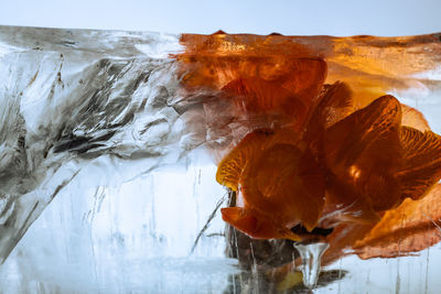 Close up of orange freesia blossom in ice