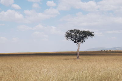 Tree on field against sky