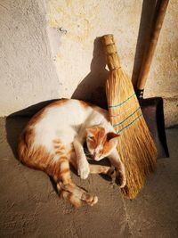 High angle view of a cat lying on wall