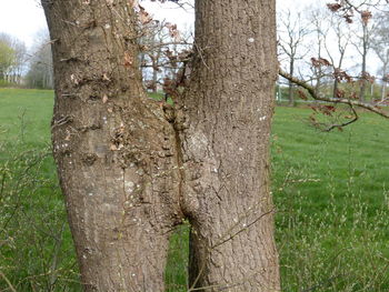 Close-up of tree trunk in forest