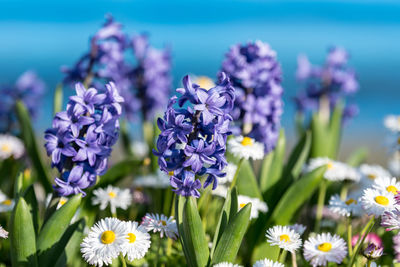 Blue hyacinth or hyacinthus flowers in full bloom and small bellis perenis in a garden