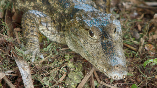 Close-up of lizard