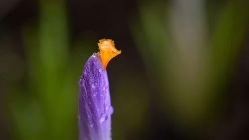 Close-up of wet purple flower blooming outdoors