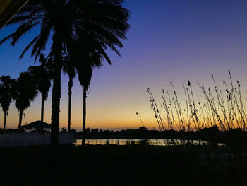Silhouette of palm trees at sunset